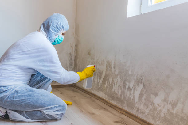 Licensed Mold Removal service in Springfield, OR - Car Mold Remediation