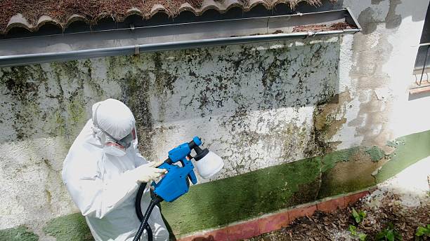 Top rated local Mold Removal specialists in Springfield, OR